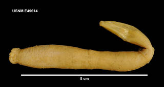 To NMNH Extant Collection (E49614 [ECH] Paradota weddellensis, lateral)