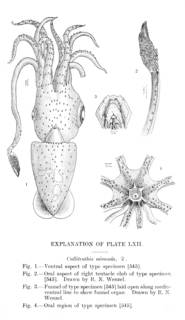 To NMNH Extant Collection (Calliteuthis miranda, plate 62)