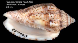 To NMNH Extant Collection (IZ MOL 859903 Holotype Shell apertural view)