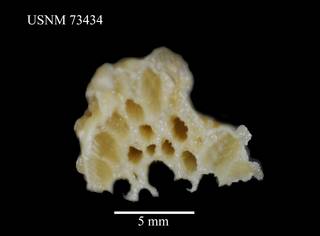 To NMNH Extant Collection (Alcyonium patagonicum, USNM 73434, view 2)
