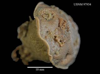 To NMNH Extant Collection (Anthomastus bathyproctus, USNM 97934)