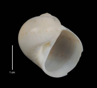 To NMNH Extant Collection (IZ MOL 765087 Holotype Shell apertural view)