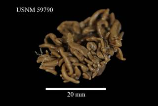 To NMNH Extant Collection (Bolocera kerguelensis, USNM 59790, ventral)