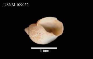 To NMNH Extant Collection (Toledonia perplexa, USNM 109022 (holotype))