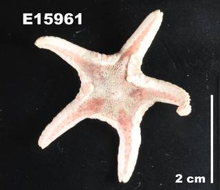 To NMNH Extant Collection (Eremicaster crassus usnm E15961)