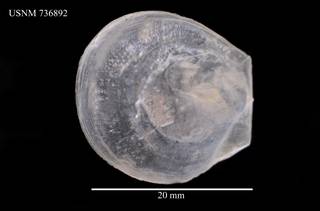 To NMNH Extant Collection (Delectopecten fosterianum, USNM 763892, ventral)