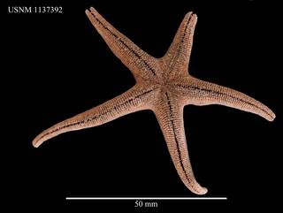 To NMNH Extant Collection (Henricia compacta, USNM 1137392, ventral)