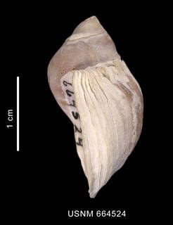 To NMNH Extant Collection (Trophon nucelliformis shell lateral view)