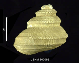 To NMNH Extant Collection (Bathybembix delicatula Dell, 1990 holotype, shell, dorsal view)