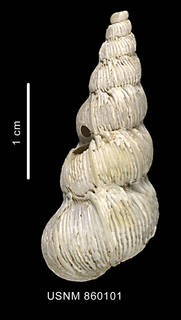 To NMNH Extant Collection (Asperiscala eltanini Dell, 1990, holotype, shell, dorsal view)