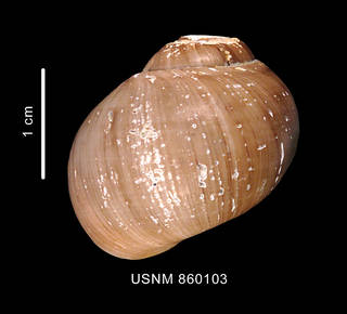 To NMNH Extant Collection (Amauropsis powelli Dell, 1990, Holotype, shell, dorsal view)