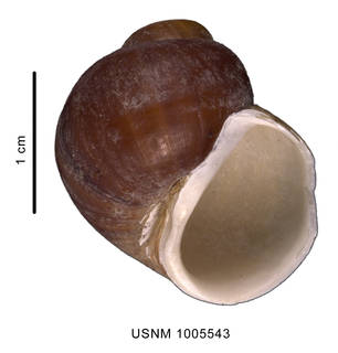 To NMNH Extant Collection (Amauropsis aureolutea (Strebel 1908) shell, ventral view)