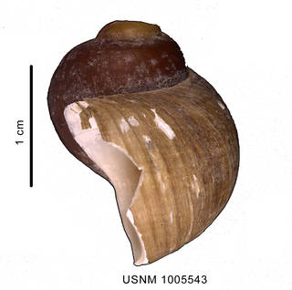 To NMNH Extant Collection (Amauropsis aureolutea (Strebel 1908) shell, lateral view)