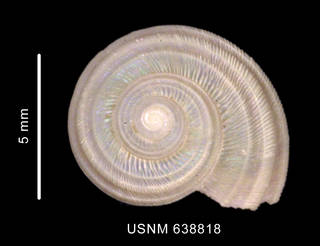 To NMNH Extant Collection (Antimargarita dulces (Smith, 1907) apical view)