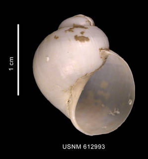 To NMNH Extant Collection (Amauropsis rossiana Smith, 1907 shell ventral view)