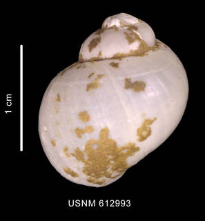 To NMNH Extant Collection (Amauropsis rossiana Smith, 1907 shell dorsal view)