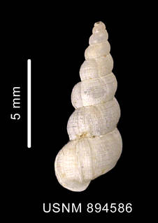 To NMNH Extant Collection (Acirsa cf. antarctica (Smith, 1907), dorsal view of shell)