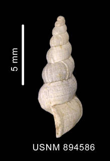 To NMNH Extant Collection (Acirsa cf. antarctica (Smith, 1907), lateral view of shell)