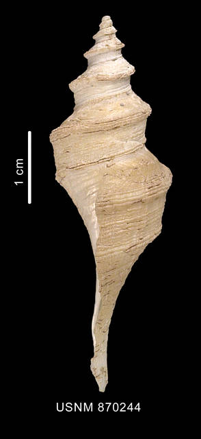 To NMNH Extant Collection (Aforia magnifica (Strebel, 1908) lateral view of shell)