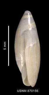 To NMNH Extant Collection (Baryspira longispira (Strebel, 1908) lateral view of the shell)