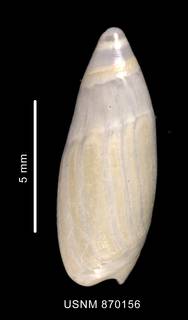 To NMNH Extant Collection (Baryspira longispira (Strebel, 1908) dorsal view of the shell)