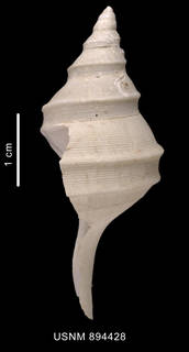 To NMNH Extant Collection (Aforia sp. lateral view of the shell)