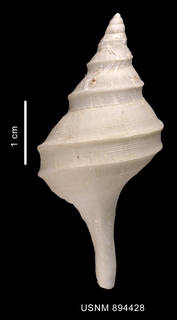 To NMNH Extant Collection (Aforia sp. dorsal view of the shell)