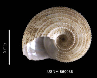 To NMNH Extant Collection (Calliotropis antarctica Dell, 1990 holotype, Basal view of shell)