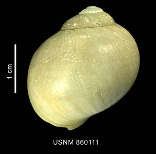 To NMNH Extant Collection (Bulbus scotianus Dell, 1990 dorsal view of shell)