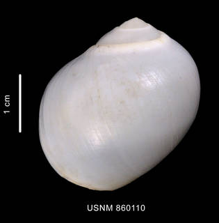 To NMNH Extant Collection (Bulbus carcellesi Dell, 1990 holotype dorsal view of the shell)