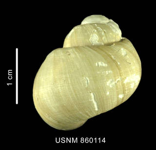To NMNH Extant Collection (Bulbus benthicolus Dell, 1990 holotype Dorsal view of shell)