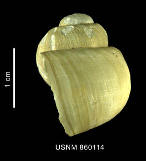 To NMNH Extant Collection (Bulbus benthicolus Dell, 1990 holotype lateral view of shell)