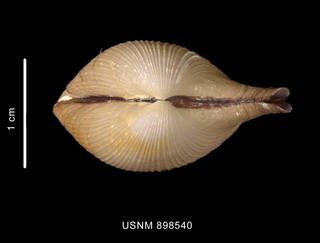 To NMNH Extant Collection (Cardiomya sp. Apical view of the shell)