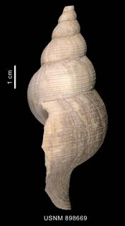 To NMNH Extant Collection (Antarctoneptunea aurora (Hedley, 1916) lateral view)
