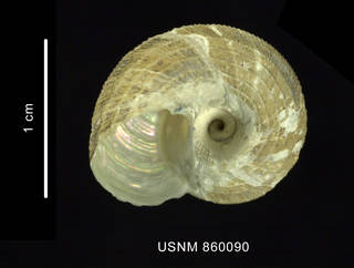 To NMNH Extant Collection (Calliotropis lateumbilicata Dell, 1990 holotype, basal view)