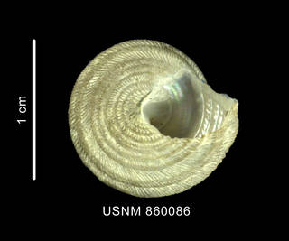 To NMNH Extant Collection (Calliotropis pelseneeri rossiana Dell, 1990, holotype, shell, basal view)