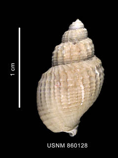 To NMNH Extant Collection (Chlalnidota bisculptum Dell, 1990), holotype, shell, dorsal view)