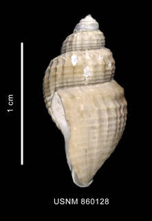 To NMNH Extant Collection (Chlanidota bisculptum Dell, 1990, holotype, shell, lateral view)