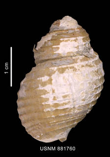 To NMNH Extant Collection (Chlanidota (Pfefferia) chordata (Strebel, 1908), shell, dorsal view)