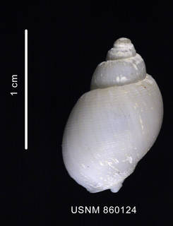 To NMNH Extant Collection (Chlanidota eltanini Dell, 1990, shell dorsal view)