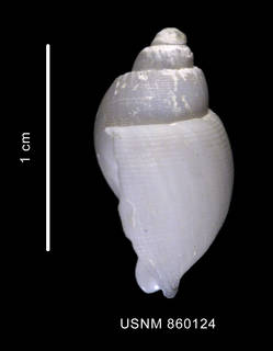 To NMNH Extant Collection (Chlanidota eltanini Dell, 1990 shell lateral view)