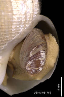To NMNH Extant Collection (Chlanidota (Pfefferia) invenusta Harasewych et Kantor, 1999, holotype shell close up aperture)