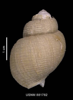 To NMNH Extant Collection (Chlanidota (Pfefferia) invenusta Harasewych et Kantor, 1999, holotype shell dorsal view)