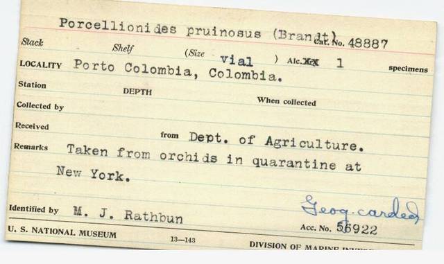 Catalouge Specimen Card for an Isopod Indentified by Mary J. Rathbun Collected in Porto Colombia, Co