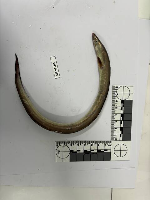 Daggertand-zeepaling (Muraenesox cinereus) — Muraenesocidae — 5