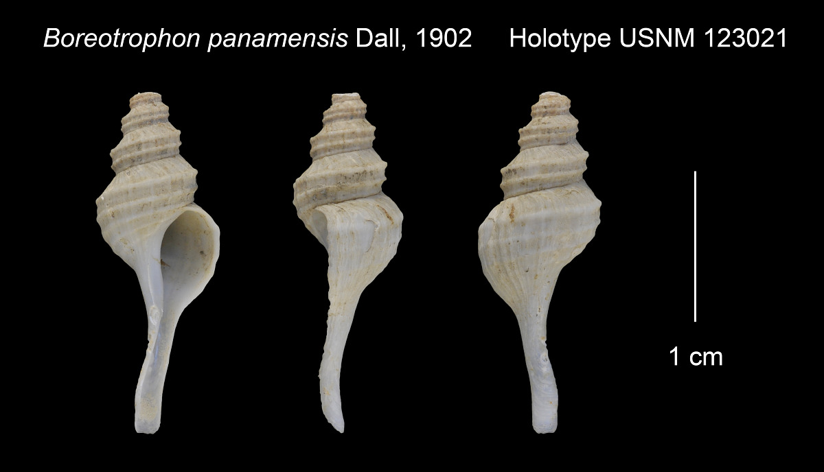 Abyssotrophon panamensis image