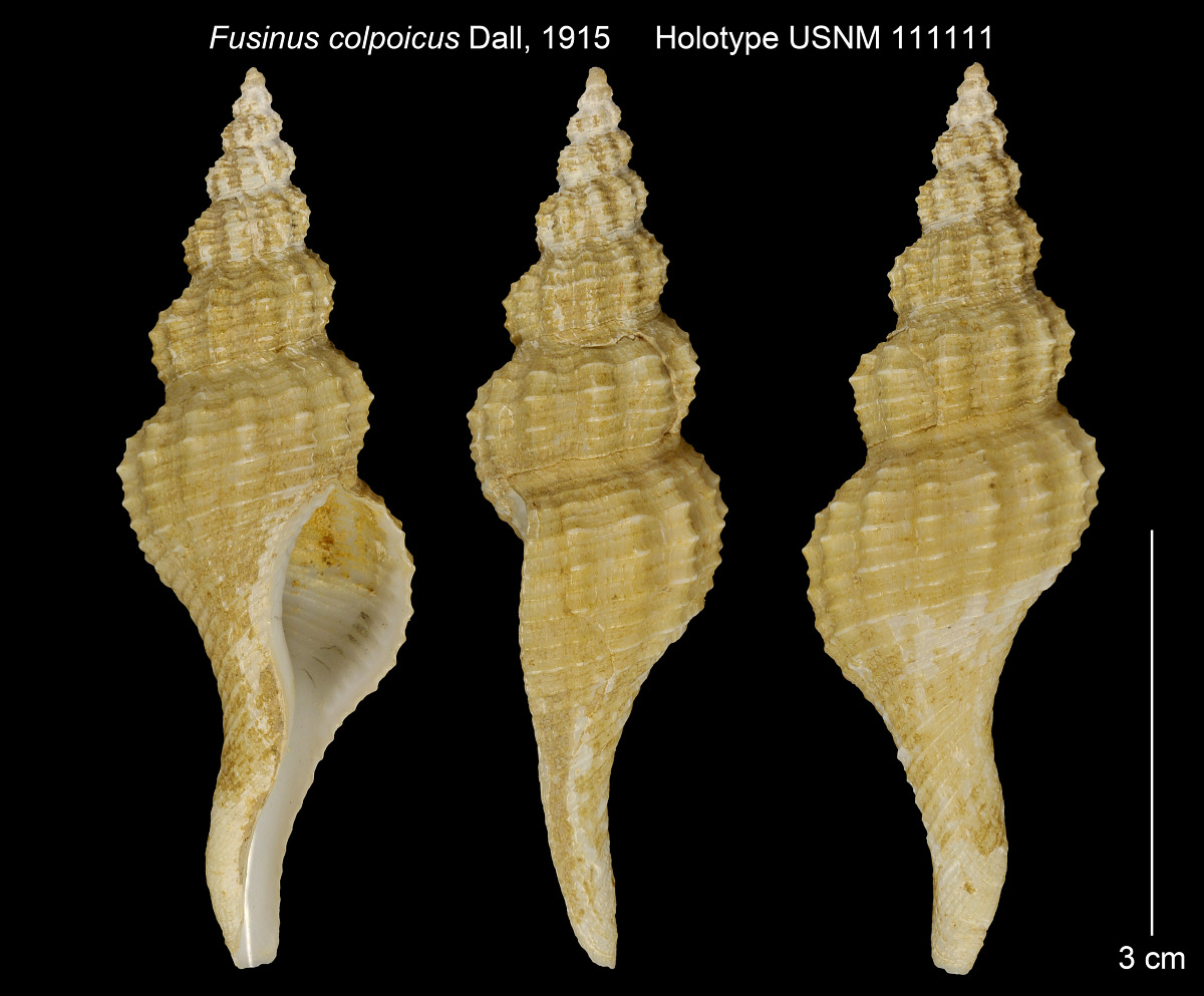 Araiofusus colpoicus image