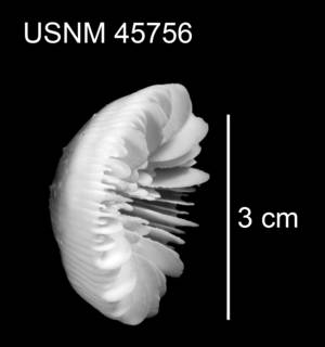 Stephanocyathus paliferus image