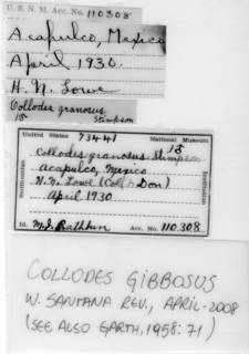 Image of Collodes gibbosus