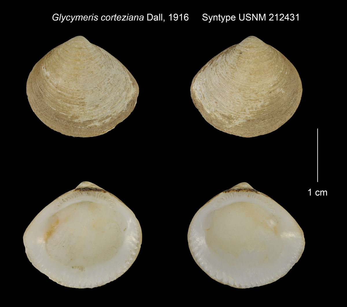 Glycymeris corteziana image